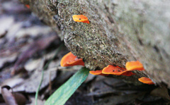 Trametes coccinea