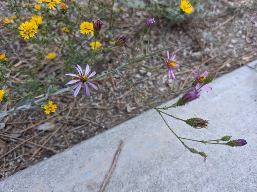 iNaturalist observation photo of California Aster