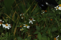 Campsomerinae