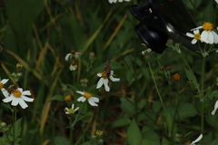 Campsomerinae