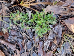 Xanthosia