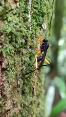 Cryptinae