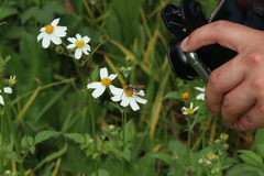 Campsomerinae