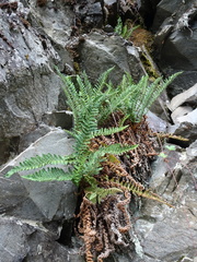 Dryopteris fragrans image