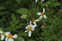Campsomerinae