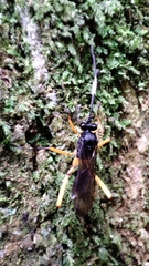 Cryptinae
