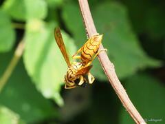 Polistes olivaceus