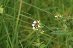 Campsomerinae