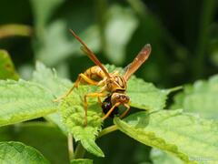 Polistes olivaceus