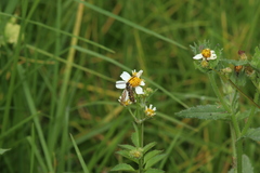 Campsomerinae