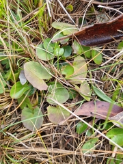 Centella cordifolia