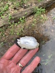 Sagittunio subrostratus