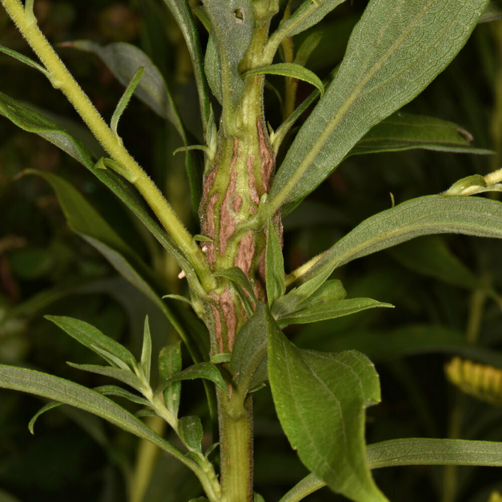 photo of Epiblema scudderiana gall on Solidago stem