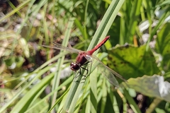 Sympetrum internum