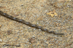 Pantherophis spiloides