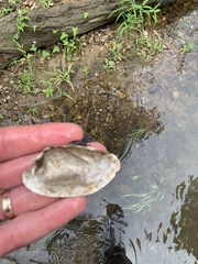 Sagittunio subrostratus