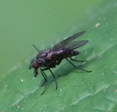Symphoromyia