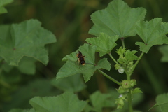 Malva parviflora