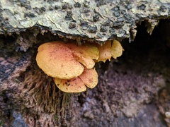 Pholiota subsulphurea