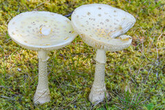 Amanita abrupta