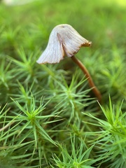 Mycena galopus