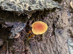 Pholiota subsulphurea