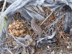 Sceloporus occidentalis longipes