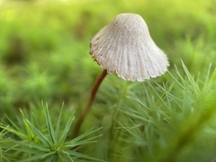 Mycena galopus