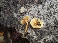 Pholiota subsulphurea