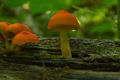 Pluteus aurantiorugosus