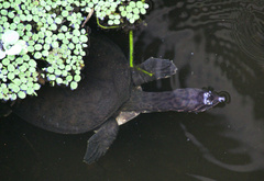 Apalone ferox