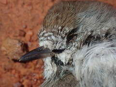 Acanthiza uropygialis