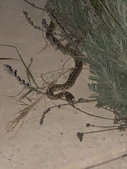 Thamnophis marcianus