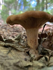 Lactarius peckii