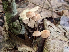 Marasmius bellipes