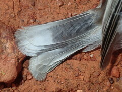 Acanthiza uropygialis