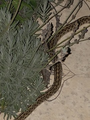Thamnophis marcianus