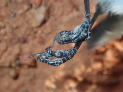 Acanthiza uropygialis