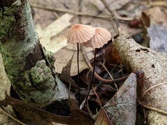 Marasmius bellipes