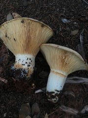 Lactarius
