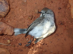 Acanthiza uropygialis