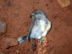 Acanthiza uropygialis