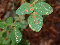 Lespedeza hirta