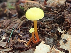 Hygrocybe parvula
