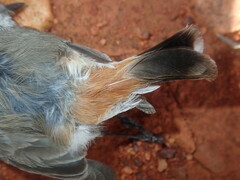 Acanthiza uropygialis