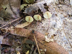 Marasmius bellipes