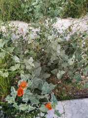 Sphaeralcea coulteri