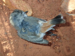 Acanthiza uropygialis