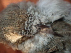 Acanthiza uropygialis