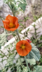 Sphaeralcea coulteri